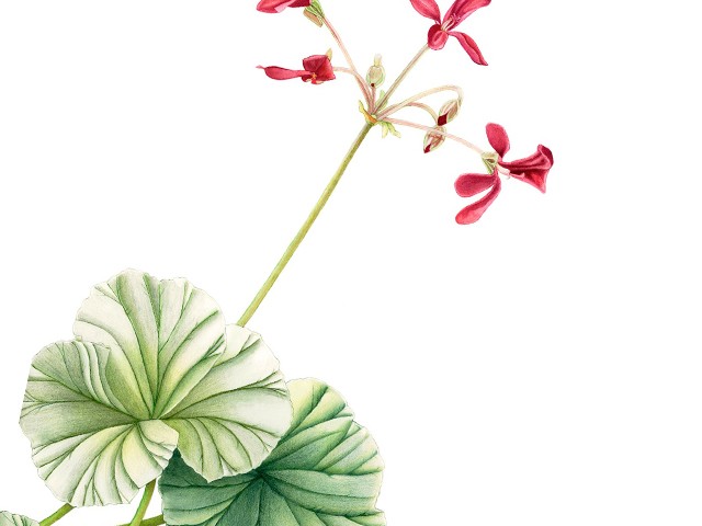 ¿Gripe? o ¿Resfriado? Pelargonium sidoides