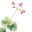 ¿Gripe? o ¿Resfriado? Pelargonium sidoides